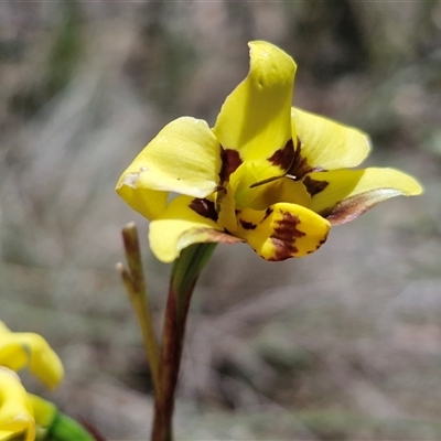 Diuris chryseopsis at  - suppressed by trevorpreston