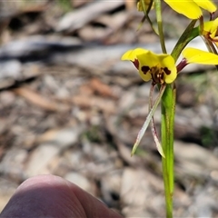 Diuris sulphurea (Tiger Orchid) at Bungonia, NSW - Today by trevorpreston