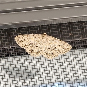 Unverified Moth (Lepidoptera) by trevorpreston