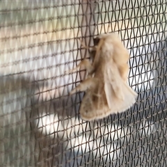 Unverified Moth (Lepidoptera) at Bungonia, NSW - Today by trevorpreston