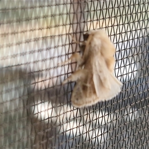Unverified Moth (Lepidoptera) at Bungonia, NSW - Today by trevorpreston
