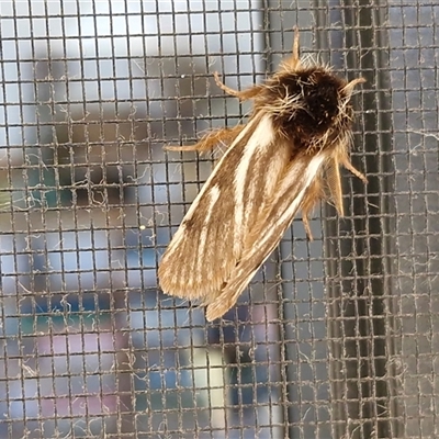 Unverified Moth (Lepidoptera) at  - suppressed by trevorpreston