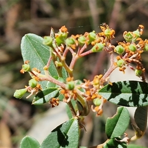 Pomaderris delicata at Gundary, NSW - Today by trevorpreston