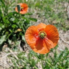 Papaver rhoeas at Lake Bathurst, NSW - Today by trevorpreston