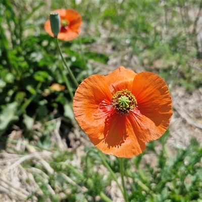 Papaver rhoeas at Lake Bathurst, NSW - Today by trevorpreston