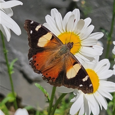 Vanessa itea (Yellow Admiral) at Braidwood, NSW - 19 Oct 2025 by MatthewFrawley