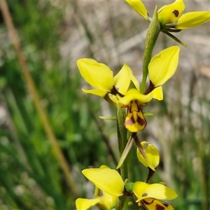 Diuris chryseopsis at Tarago, NSW - Today by trevorpreston