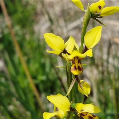 Diuris sulphurea (Tiger Orchid) at Tarago, NSW - Today by trevorpreston