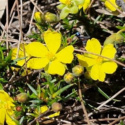 Hibbertia acicularis at Lower Borough, NSW - Today by trevorpreston