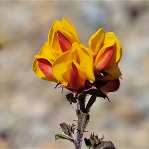 Unverified Pea at Lower Borough, NSW - Today by trevorpreston