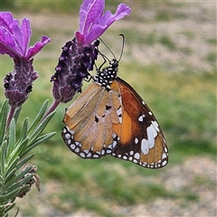 Danaus petilia (Lesser wanderer) at Braidwood, NSW - 19 Oct 2025 by MatthewFrawley