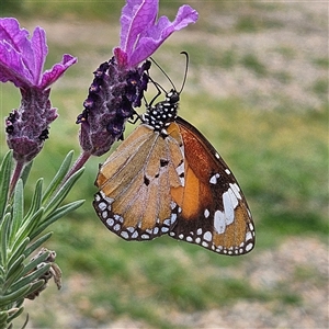Danaus petilia at Braidwood, NSW - Today by MatthewFrawley