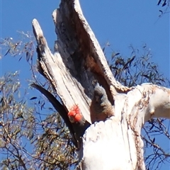 Callocephalon fimbriatum (Gang-gang Cockatoo) at Cook, ACT - 19 Oct 2025 by CathB