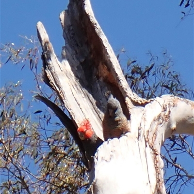 Callocephalon fimbriatum (Gang-gang Cockatoo) at Cook, ACT - 19 Oct 2025 by CathB