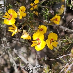 Unverified Pea at Lower Borough, NSW - Today by trevorpreston