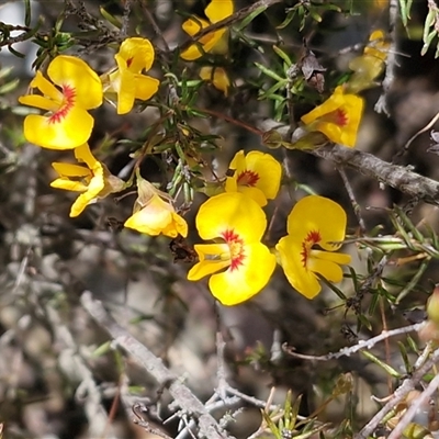 Unverified Pea at Lower Borough, NSW - Today by trevorpreston