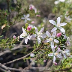 Unverified Other Shrub at Lower Borough, NSW - Today by trevorpreston