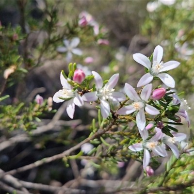 Unverified Other Shrub at Lower Borough, NSW - Today by trevorpreston