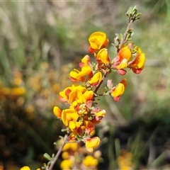 Unverified Pea at Lower Borough, NSW - Today by trevorpreston