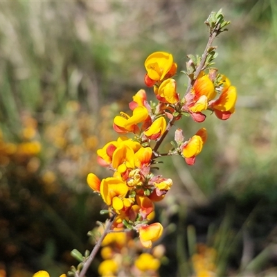 Unverified Pea at Lower Borough, NSW - Today by trevorpreston