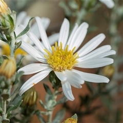 Olearia (genus) at Flinders Ranges, SA - 24 Sep 2025 by AlisonMilton