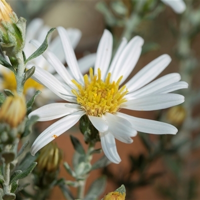 Olearia (genus) at Flinders Ranges, SA - 24 Sep 2025 by AlisonMilton