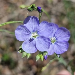 Unverified Other Wildflower or Herb at Lower Borough, NSW - Today by trevorpreston