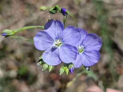 Linum marginale (Native Flax) at Lower Borough, NSW - 19 Oct 2025 by trevorpreston