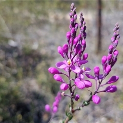 Comesperma retusum at Lower Borough, NSW - Today by trevorpreston