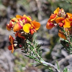 Dillwynia sericea at Lower Borough, NSW - Today by trevorpreston