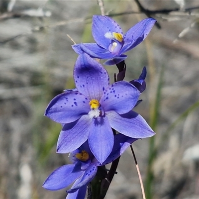 Thelymitra ixioides (Dotted Sun Orchid) at Lower Borough, NSW - Today by trevorpreston