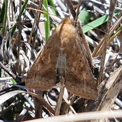 Helicoverpa punctigera at Lower Borough, NSW - Today by trevorpreston