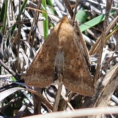 Helicoverpa punctigera at Lower Borough, NSW - Today by trevorpreston