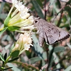 Trapezites phigalioides at Lower Borough, NSW - Today by trevorpreston
