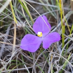 Patersonia fragilis at Lower Borough, NSW - Today by trevorpreston