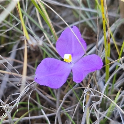 Patersonia fragilis at Lower Borough, NSW - Today by trevorpreston