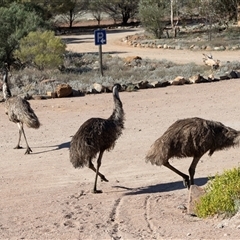 Dromaius novaehollandiae at Arkaroola Village, SA - 27 Sep 2025 by AlisonMilton