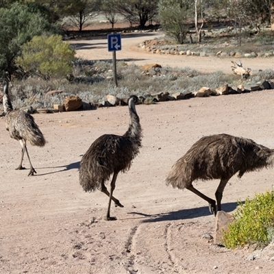Dromaius novaehollandiae at Arkaroola Village, SA - 27 Sep 2025 by AlisonMilton