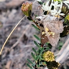 Trapezites luteus at Lower Borough, NSW - Today by trevorpreston