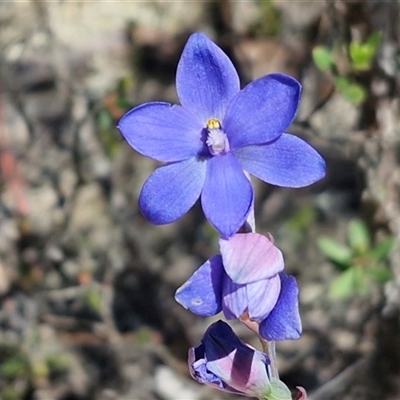 Thelymitra ixioides (Dotted Sun Orchid) at Lower Borough, NSW - Today by trevorpreston