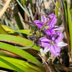 Thysanotus patersonii at Lower Borough, NSW - Today by trevorpreston