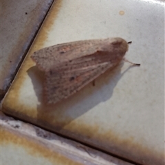 Mythimna (Pseudaletia) convecta (Common Armyworm) at Dubbo, NSW - 19 Oct 2025 by Emadownton