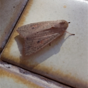 Unverified Other moth at Dubbo, NSW - Today by Emadownton