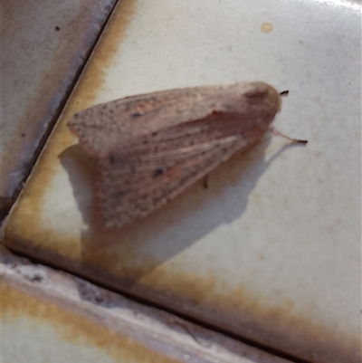 Mythimna (Pseudaletia) convecta (Common Armyworm) at Dubbo, NSW - 19 Oct 2025 by Emadownton