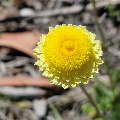 Coronidium scorpioides at Lower Borough, NSW - Today by trevorpreston