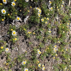 Unverified Daisy at Bonython, ACT - Today by GG