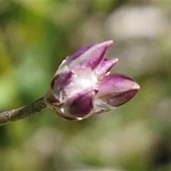 Unverified Lily or Iris at Lower Borough, NSW - Today by trevorpreston