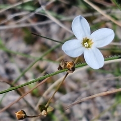 Unverified Other Wildflower or Herb at Lower Borough, NSW - Today by trevorpreston