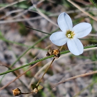 Unverified Other Wildflower or Herb at Lower Borough, NSW - Today by trevorpreston