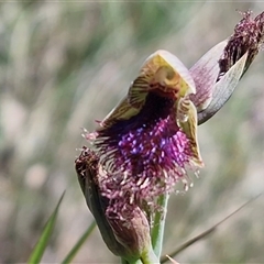 Calochilus robertsonii (Beard Orchid) at Lower Borough, NSW - Today by trevorpreston